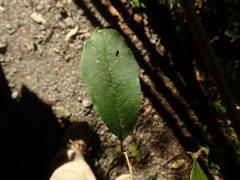 Prunus buergeriana