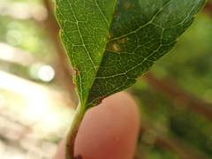 Prunus buergeriana