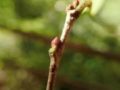 Prunus buergeriana