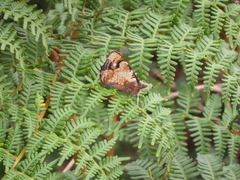 Vanessa gonerilla ida