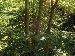 Prunus buergeriana
