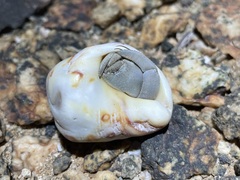 Coenobita scaevola