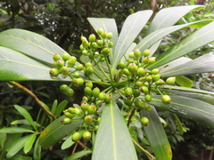 Pseudopanax chathamicus