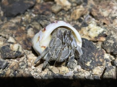 Coenobita scaevola