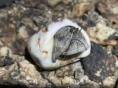 Coenobita scaevola