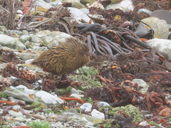 Gallirallus australis hectori