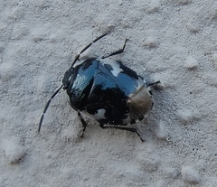 Tritomegas bicolor