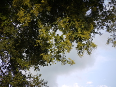 Ventilago maderaspatana