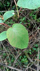 Actinidia setosa