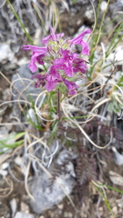 Pedicularis amoena
