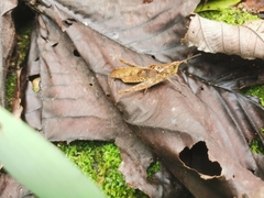 Colpolopha latipennis