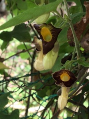 Aristolochia kaempferi