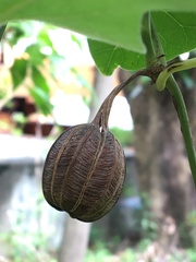 Aristolochia kaempferi