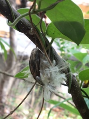 Aristolochia kaempferi