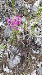 Pedicularis amoena