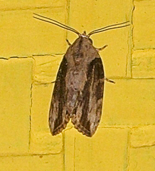 Etanna breviuscula