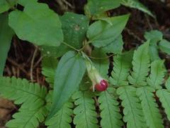 Tripterospermum trinervium