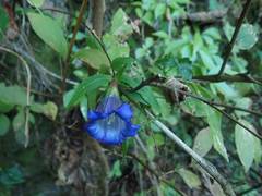 Tripterospermum trinervium