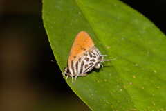 Drupadia ravindra moorei
