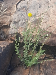 Pentzia quinquefida