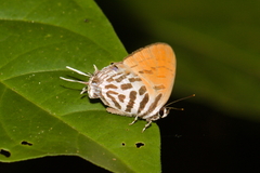 Drupadia ravindra moorei