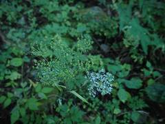 Angelica polymorpha