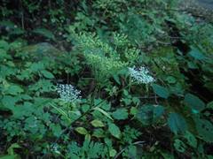 Angelica polymorpha