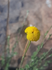 Pentzia quinquefida