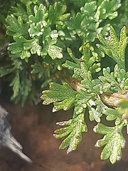 Pentzia quinquefida