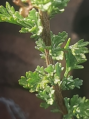 Pentzia quinquefida