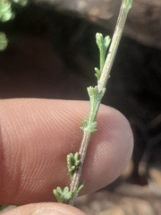 Pentzia quinquefida