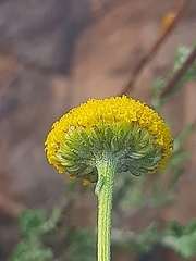 Pentzia quinquefida