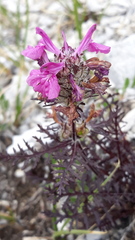 Pedicularis amoena