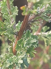 Pentzia quinquefida