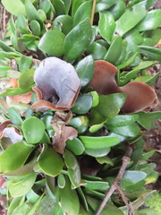 Pyrrosia eleagnifolia