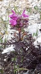 Pedicularis amoena