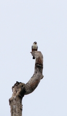 Microhierax caerulescens