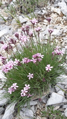 Gypsophila sambukii