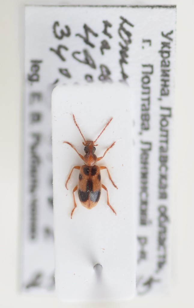 Notoxus appendicinus