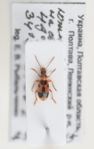 Notoxus appendicinus