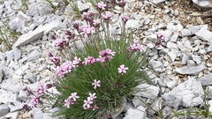 Gypsophila sambukii