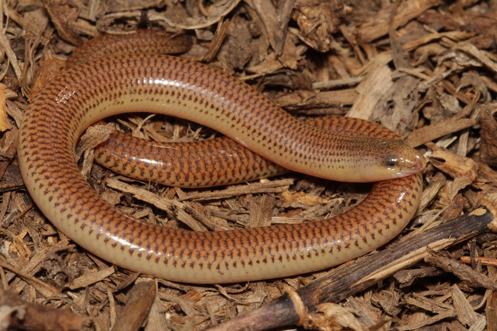 Cape Legless Skink from WC, ZA on March 28, 2022 at 01:10 PM by herping ...