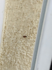 Anthocomus equestris