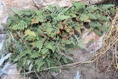 Myriopteris intertexta