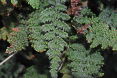 Myriopteris intertexta