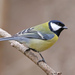 Great Tit - Photo (c) frankielee91, some rights reserved (CC BY-NC), uploaded by frankielee91