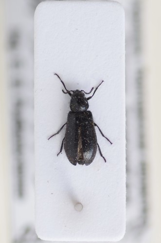 Dasytes obscurus