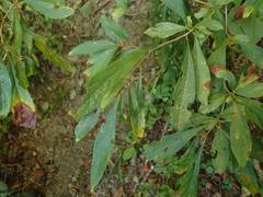 Lindera erythrocarpa