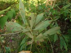 Lindera erythrocarpa