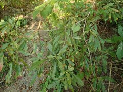 Lindera erythrocarpa